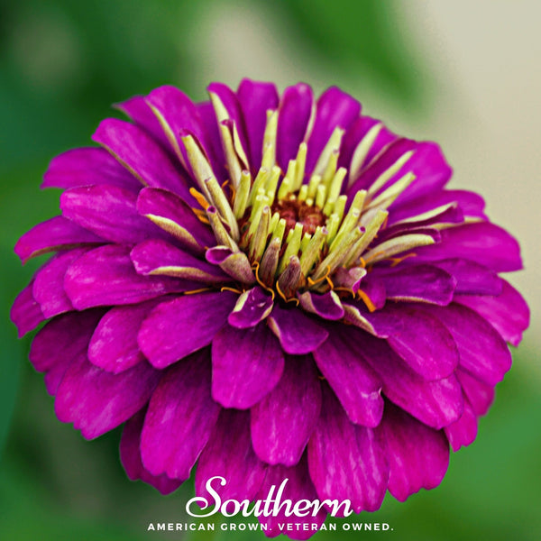 Purple Prince Zinnia Seeds