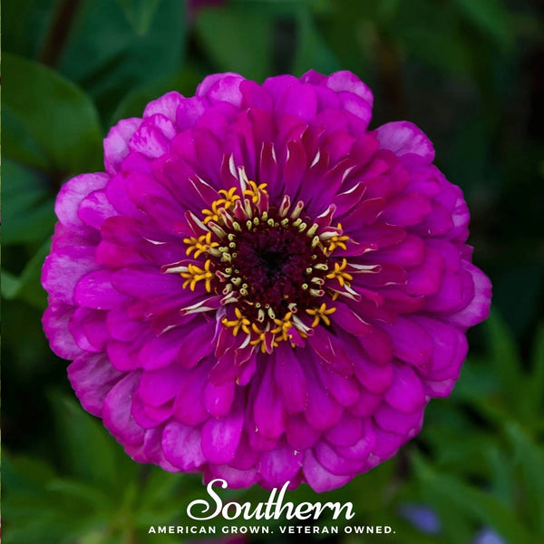 Purple Prince Zinnia Seeds