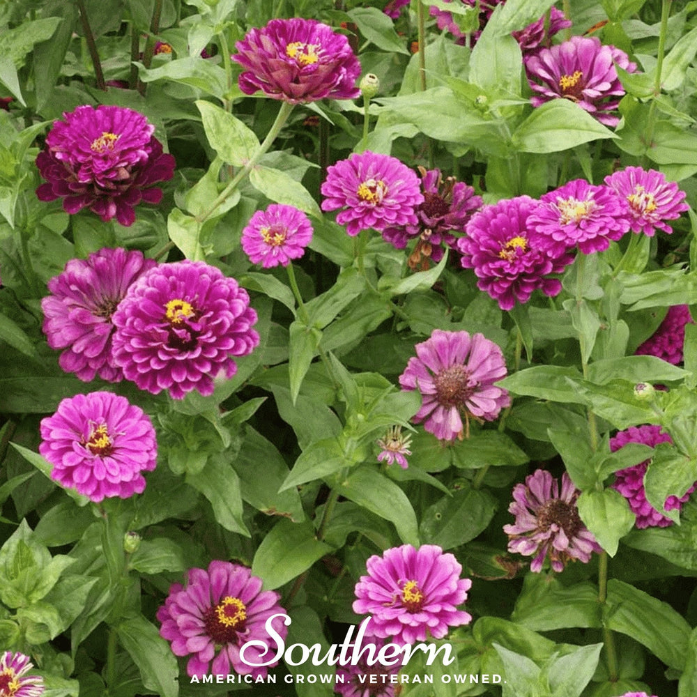 Purple Prince Zinnia Seeds