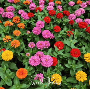 Thumbelina Dwarf Zinnia Seeds