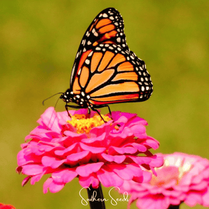 Thumbelina Dwarf Zinnia Seeds