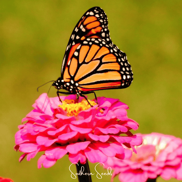 Thumbelina Dwarf Zinnia Seeds