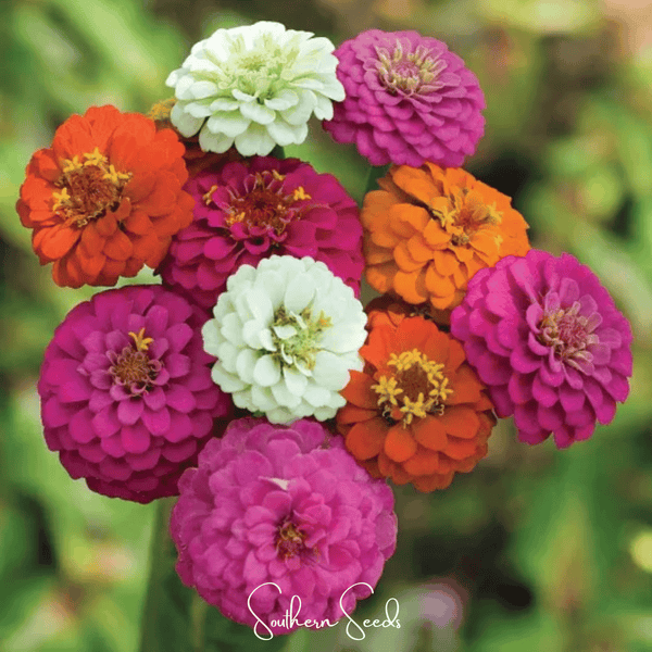 Thumbelina Dwarf Zinnia Seeds